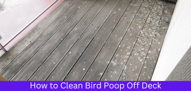 How to Clean Bird Poop Off Deck