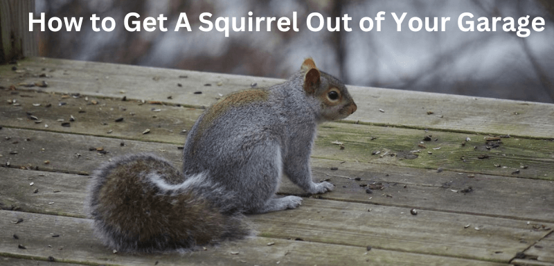 how to get a squirrel out of your garage